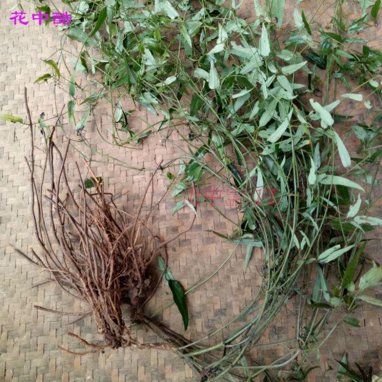 威灵仙苗 现采新鲜威灵仙多年生植物苗铜脚威灵仙根威灵仙藤 威灵仙