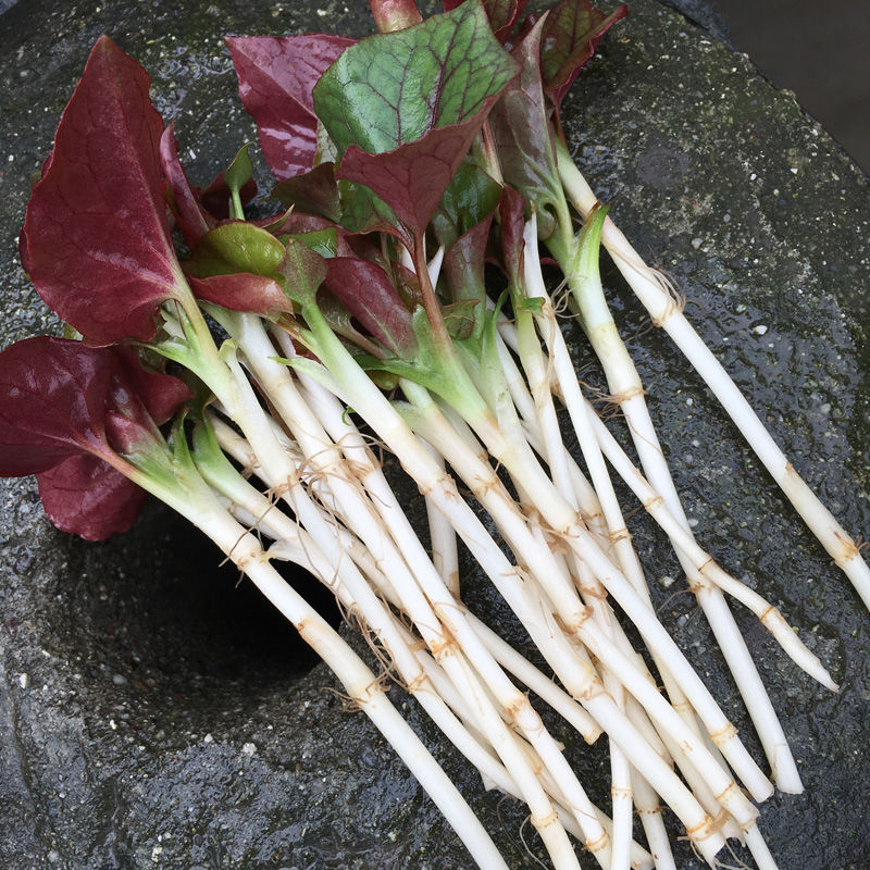 折耳根新鲜四川特产节节根野生蔬菜折儿根猪鼻孔侧耳根鱼腥草根根3斤