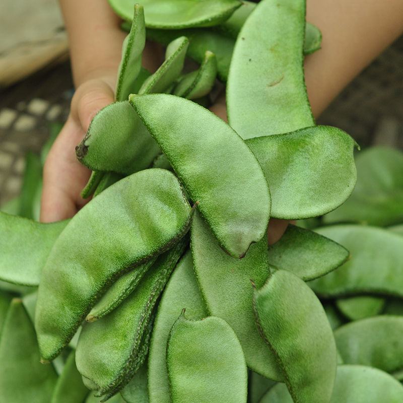 jd物流2021新鲜扁豆角绿眉梅豆汽豆猪耳朵新鲜蔬菜生鲜团购送礼2斤