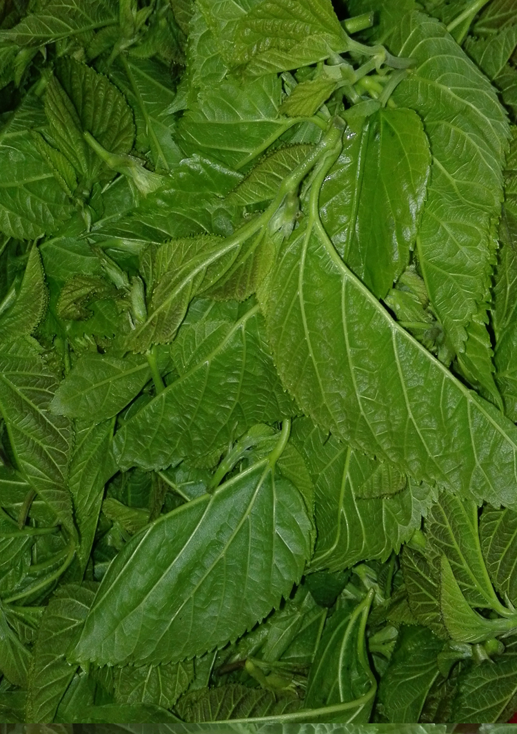 桑芽菜 現摘新鮮食用桑葉菜頭芽健康菜桑嫩芽食療綠色天然農家自栽 2