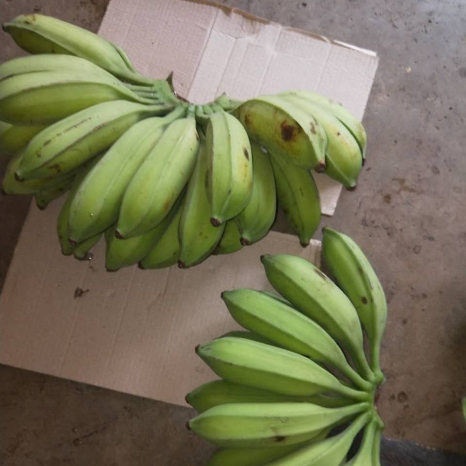 悠妃广西大芭蕉 牛角蕉 牛蕉 新鲜采摘青蕉发货 9斤芭蕉【图片 价格