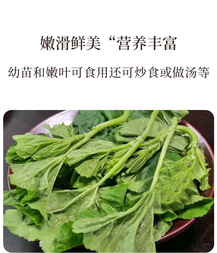 冬寒菜种子糯米冬寒菜籽冬苋菜高钙菜盆栽菜秋冬季四季蔬菜苗孑迎客松