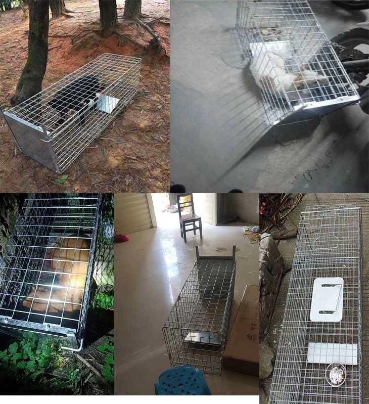 加大号踏板式捕猫笼救助捕猫神器抓猫笼子抓狗笼子抓狗工具镀锌色折叠