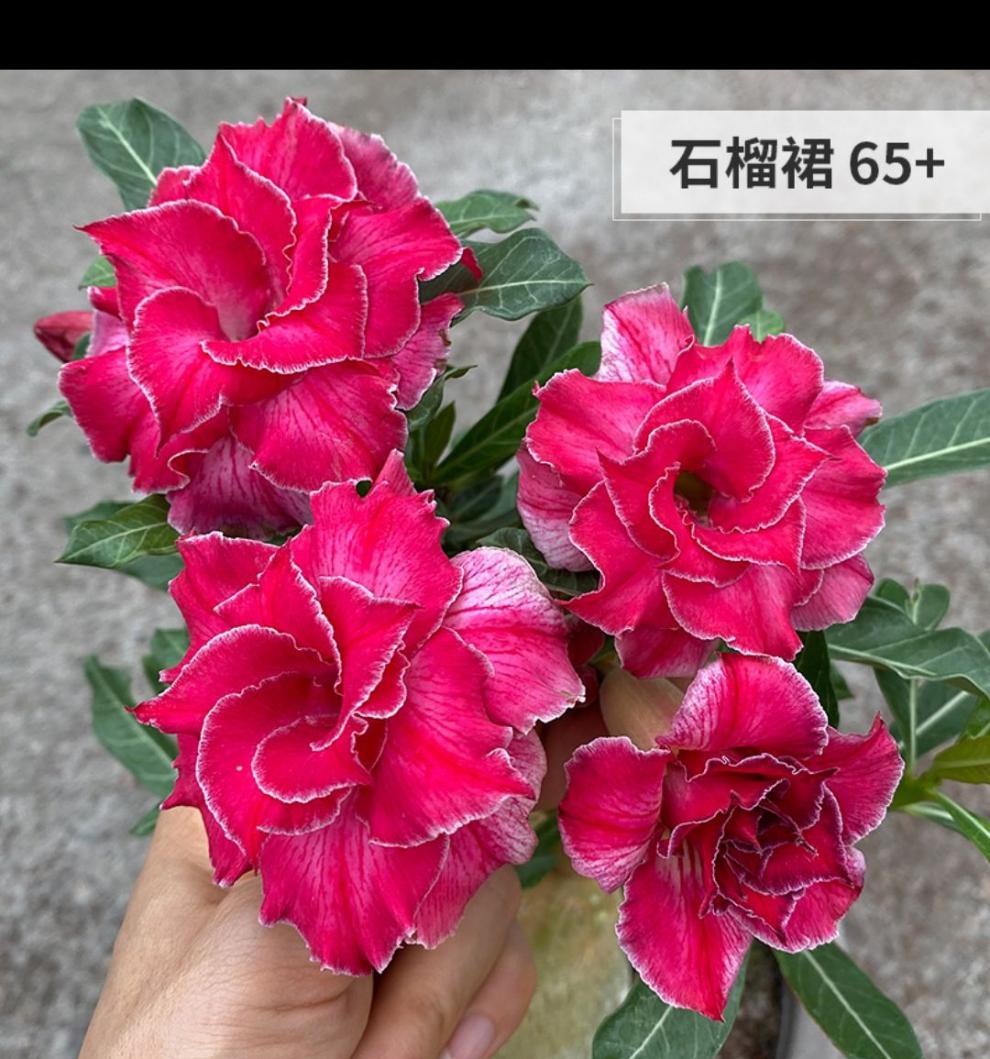 霜魄 沙漠玫瑰种子沙漠玫瑰基地原生小苗单瓣或重瓣花随机花色喜阳旱