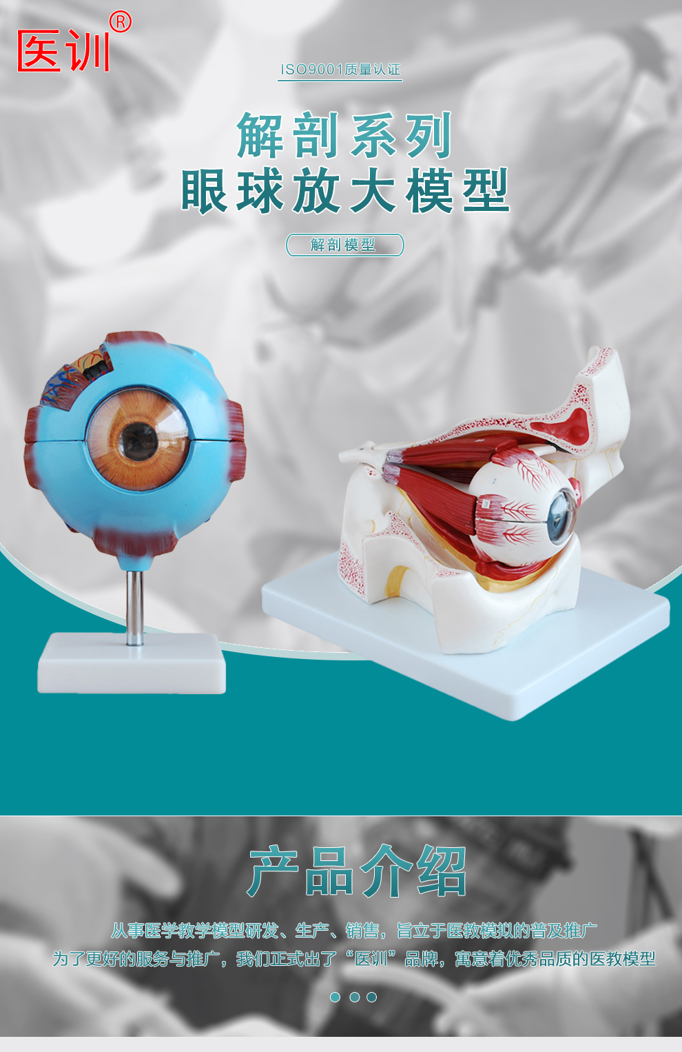 医训 眼球放大模型人类眼球解剖结构眼和视神经在眼窝(底和中壁)里的