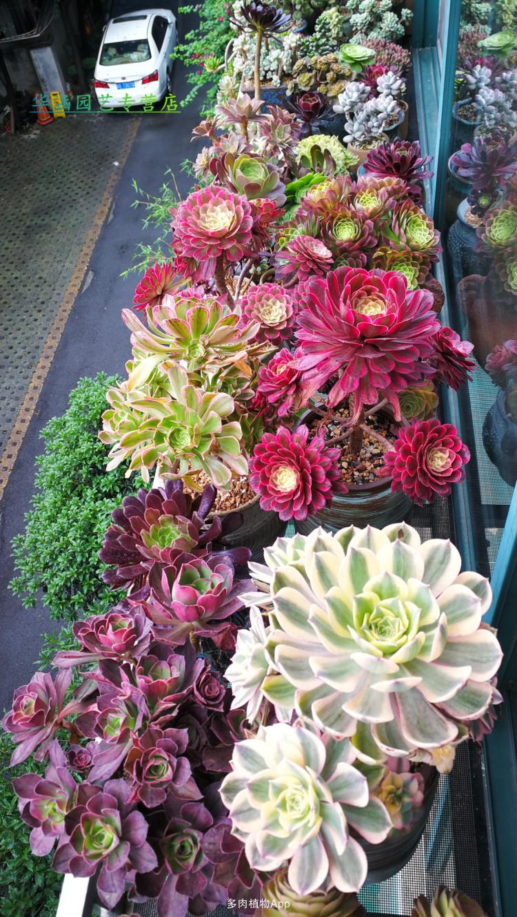 多肉高端精品多肉植物法师锦手捧老桩阳台盆栽绿植花卉 美杜莎带1到3