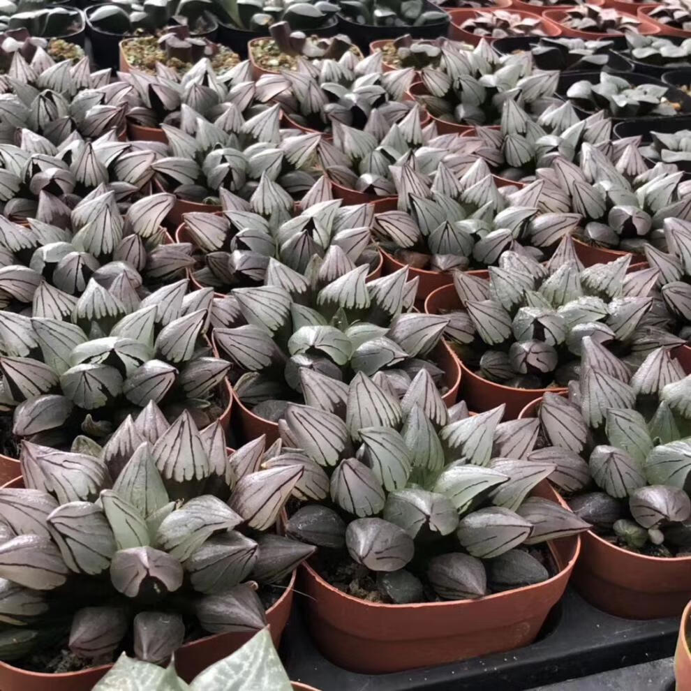 西瓜十二卷寿背窗寿玉露寿多肉植物精品大西瓜寿群生10厘米左右裸根不