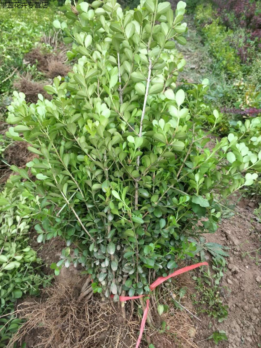 园艺花叶冬青苗金边黄杨苗金边冬青庭院绿植篱笆墙绿植植物长叶麦冬草
