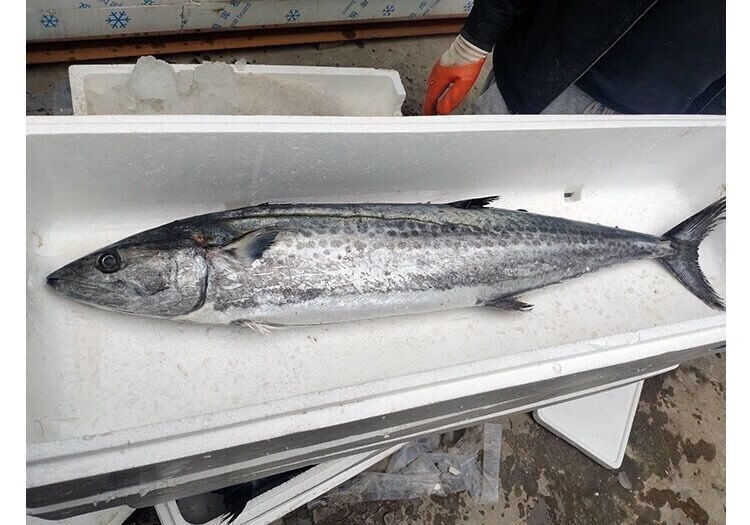 青岛鲅鱼 整条海捕冷冻海鲜水产大规格海鱼马鲛鱼未净膛生鲜鱼类 20斤