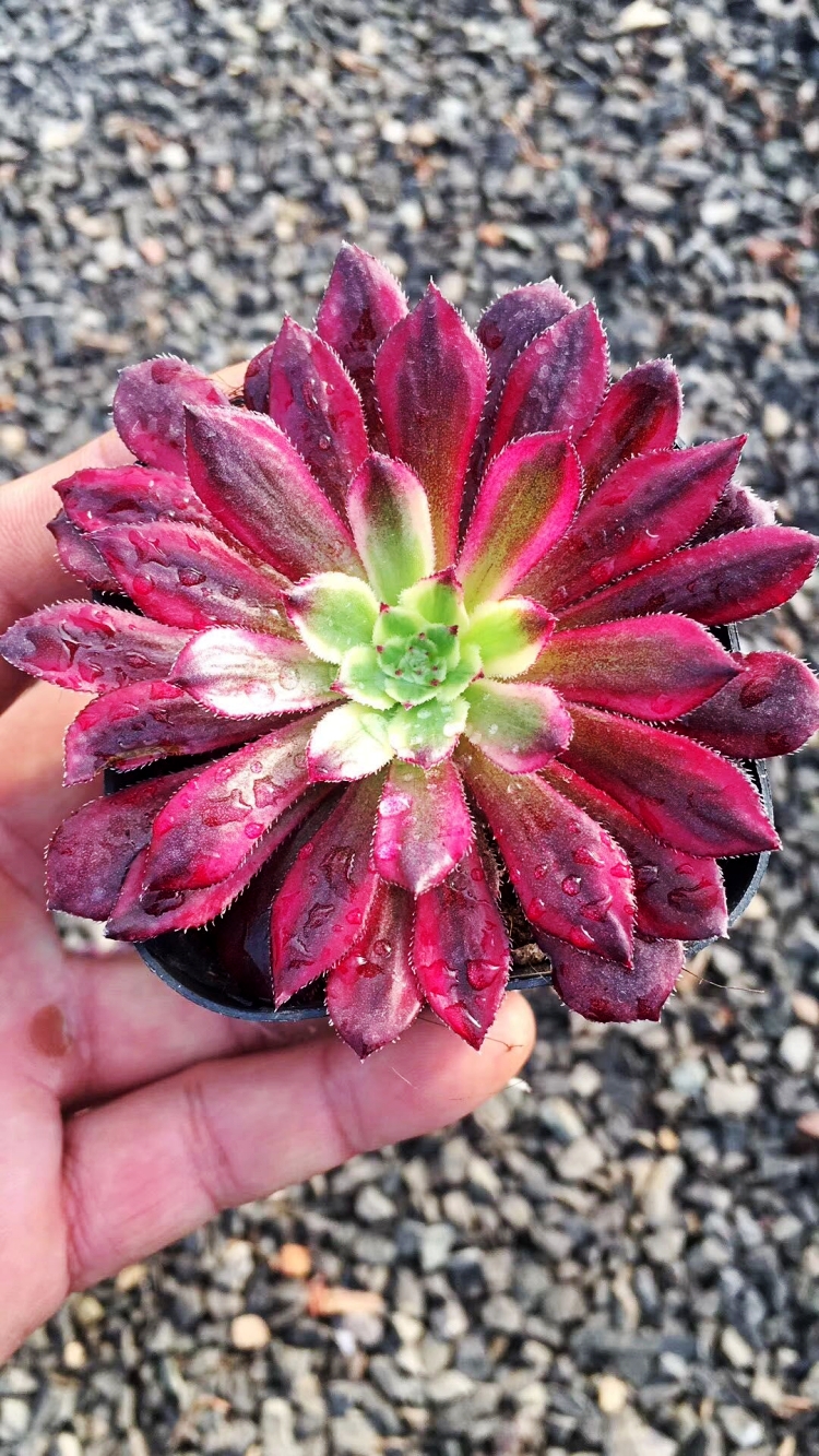 多肉植物法师红覆轮四季盆栽绿植办公室阳台组合盆栽植物花卉红覆轮单