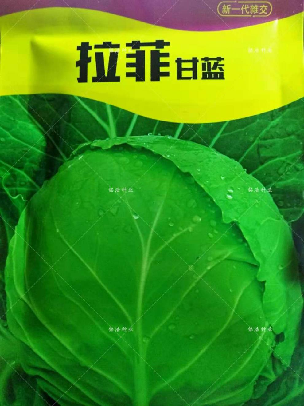 甘蓝种子卷心菜种子包心菜包菜种子大头菜籽抗病早熟菜园基地种植