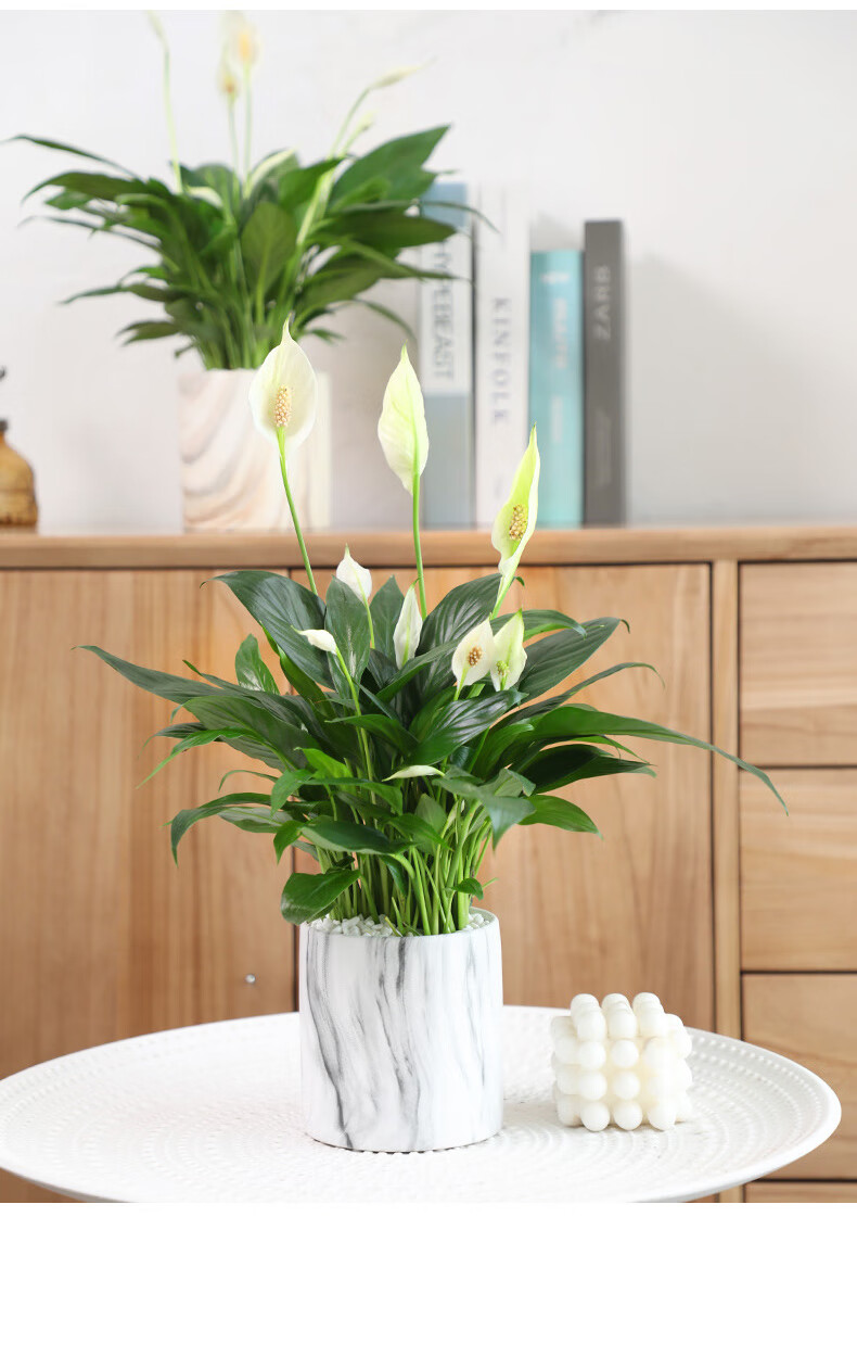 白掌花盆栽四季开花一帆风顺水培植物室内花卉好养活绿植虎雀a白掌简