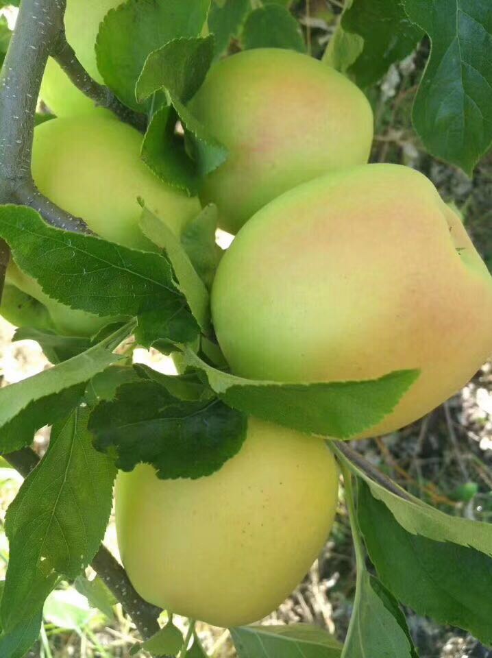 阿坝州高原小金县 小金县原生态青苹果脆甜连皮吃孕妇水果 75mm(含)