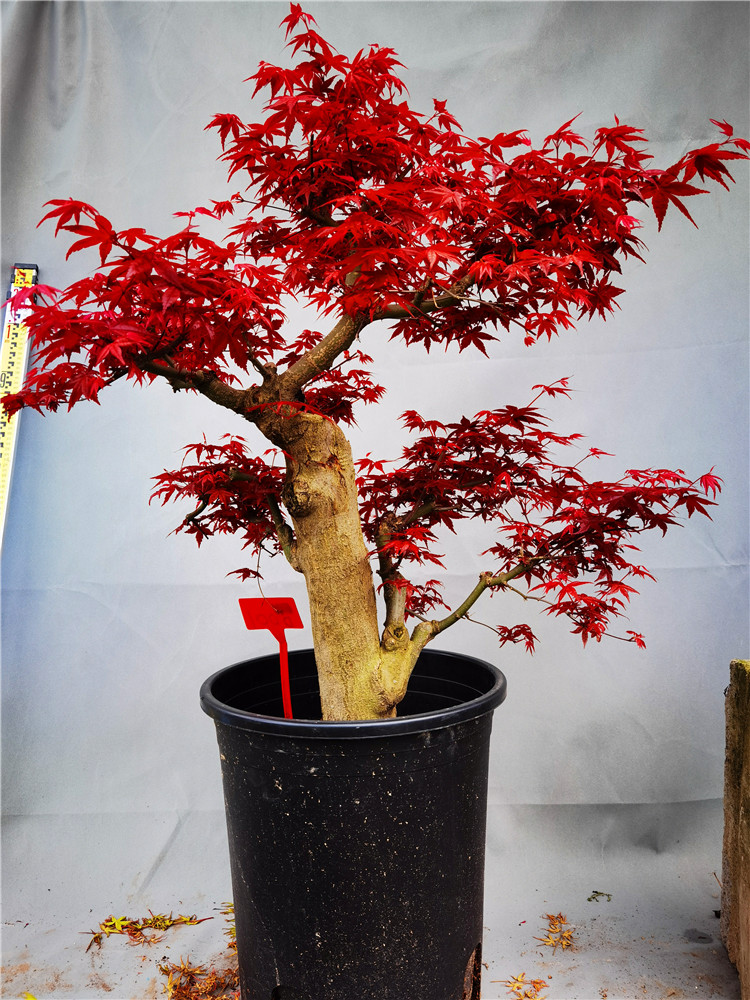 老桩红枫地景枫树景观庭院种植虎雀ad001号出猩猩老桩1米带盆栽好