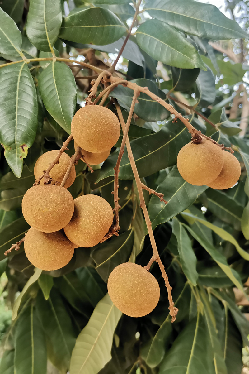 广东高州新鲜龙眼桂圆当季水果现货石硖储良 6斤