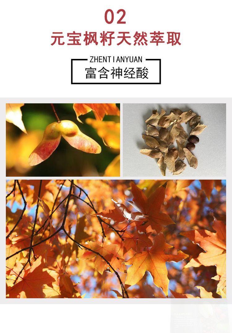 珍天源 元宝枫 籽油软胶囊 神经酸 凝胶糖果 12瓶电视购物 12瓶(每瓶