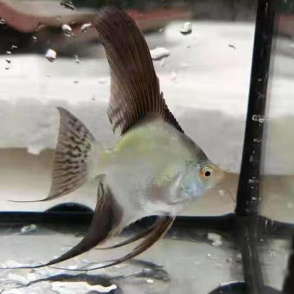 工匠头红背埃及燕鱼神仙鱼活体热带鱼白化埃及观赏鱼小型鱼秘鲁雪燕34