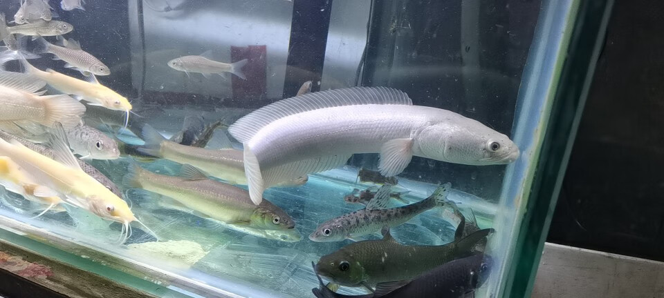 水木风 白乌鱼 白甲雷龙 白化黑鱼 乌鱼 财鱼活体观赏鱼 淡水凶猛冷水