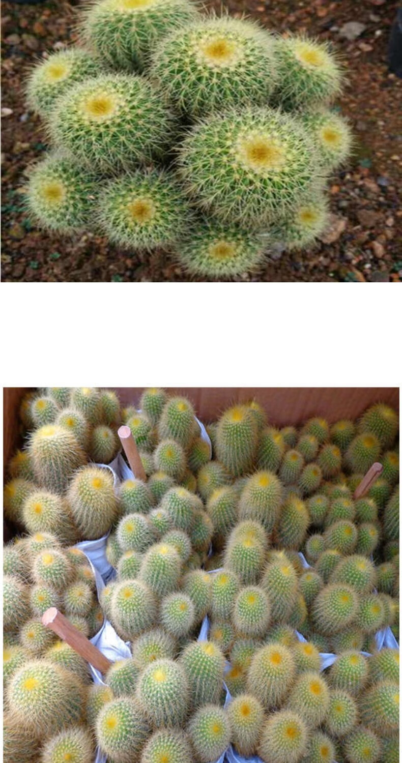 金丝猴仙人球 多头15-20头左右 仙人球多肉植物防电脑辐射办公室 麦基