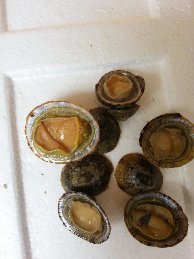 【顺丰冷链发货】沢素湾 新鲜鲜活将军帽螺 厚盏 斗嫁粒野生贝类 2斤