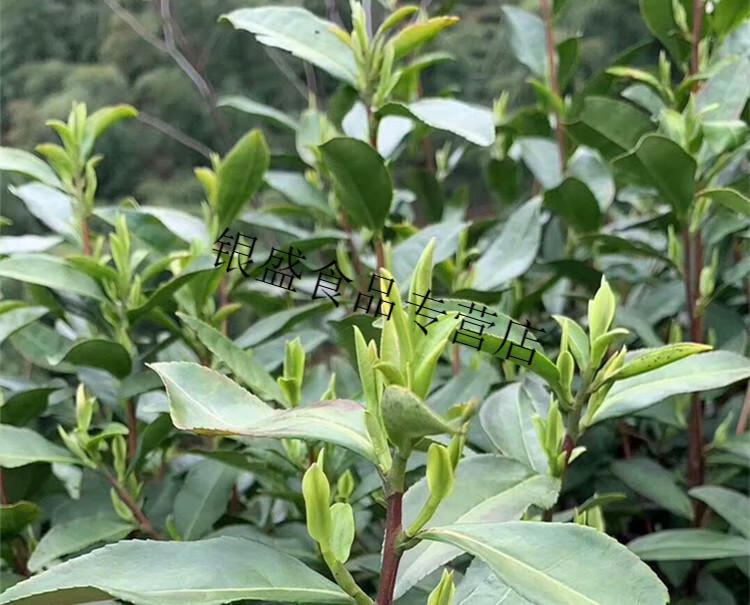 绿茶新茶天柱弦月炒青500g浓香型安徽庆彭河玄月潜山茶叶