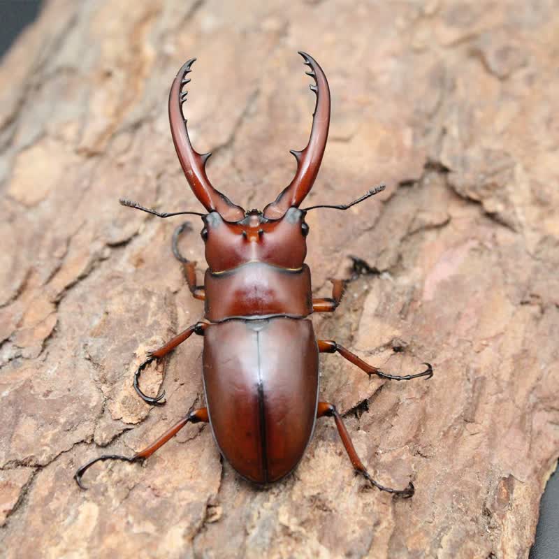 泽驭名宠 中国大锹 新手入门昆虫宠物 中华大锹扁锹甲 成虫活体独角仙