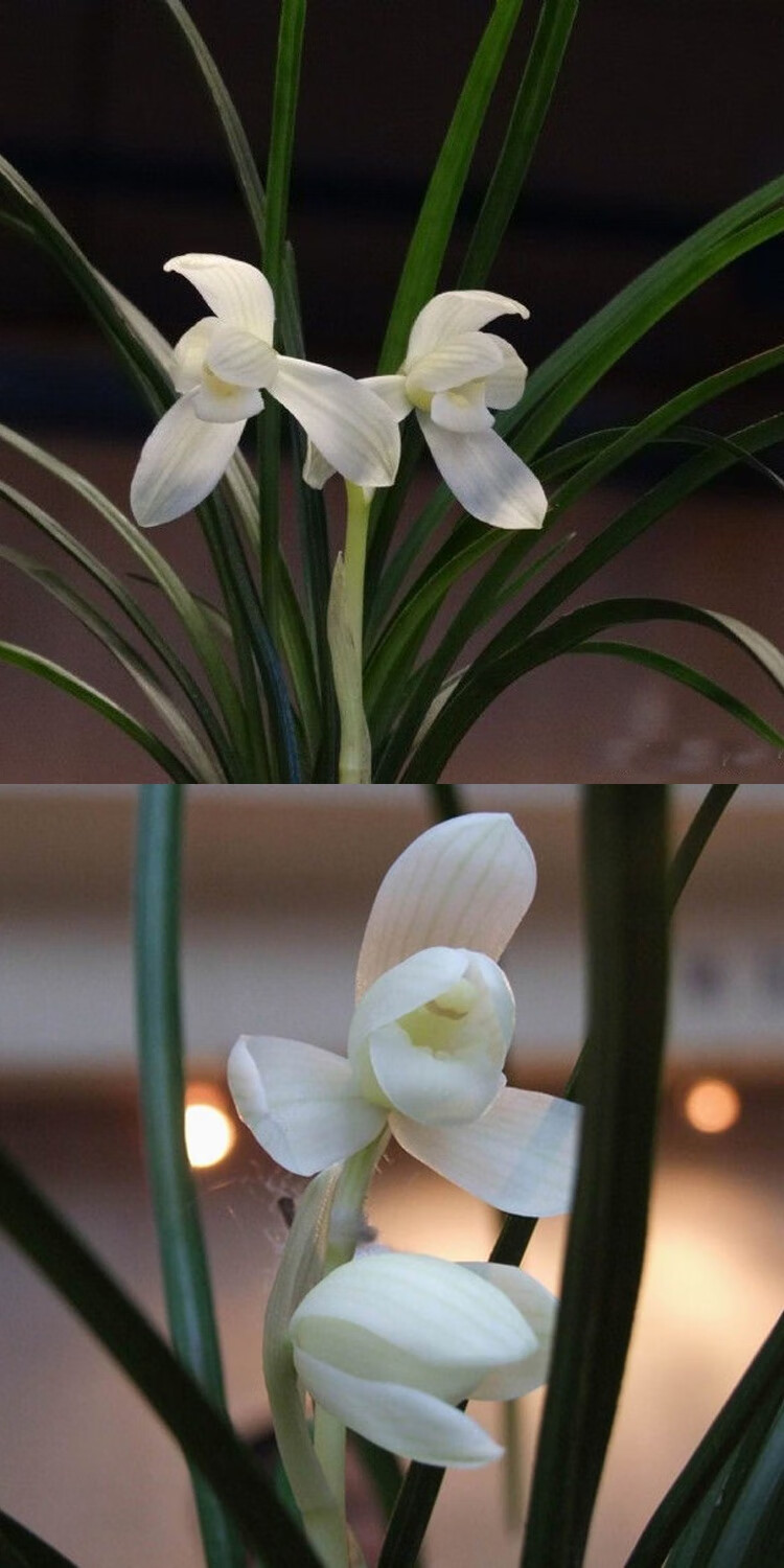 价 云南自然老种兰花苗 莲瓣兰名品【永怀素】浓香绿植花卉 永怀素5苗