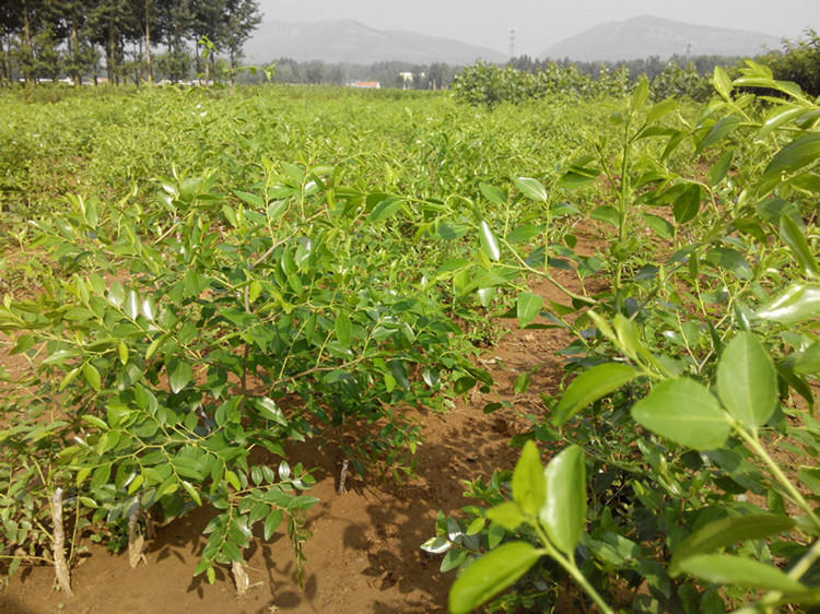 树苗嫁接金丝枣树盆栽地栽南北方种植果苗当年结果长红枣8年大苗1棵