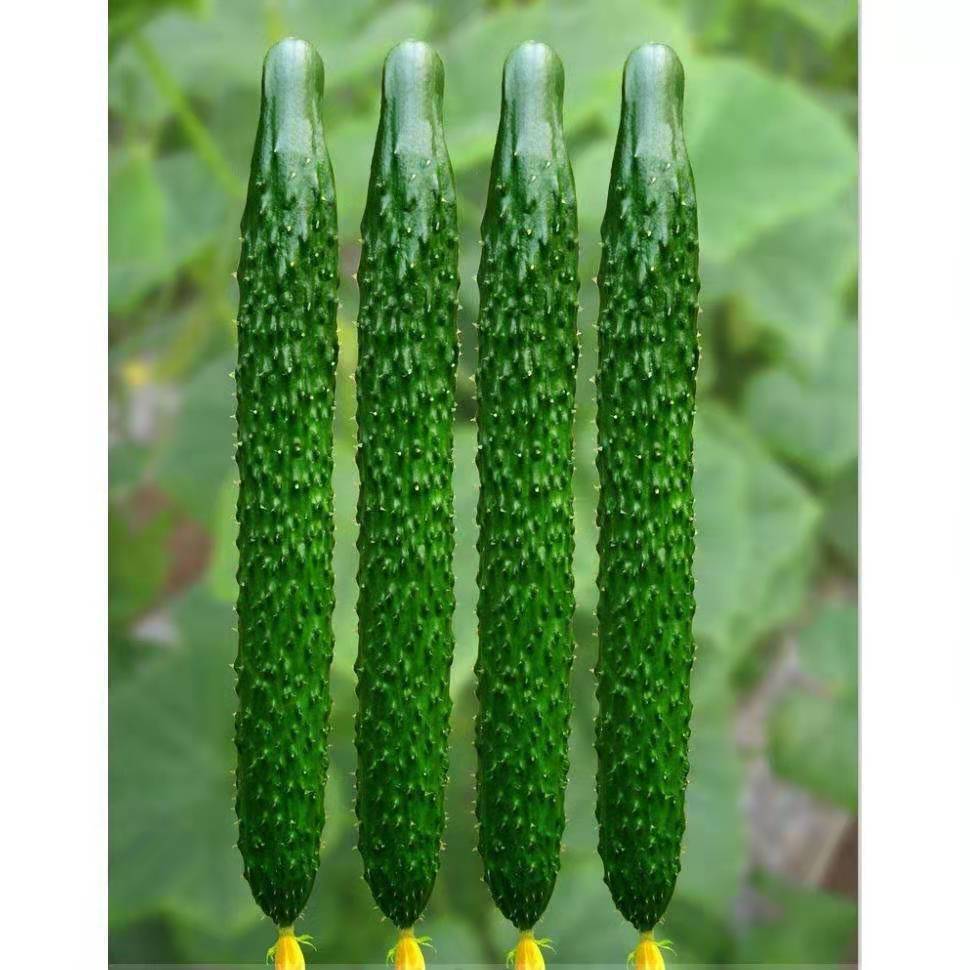 新津研四号黄瓜种子青皮绿肉高产早熟刺黄瓜盆栽菜园种植蔬菜种子原2