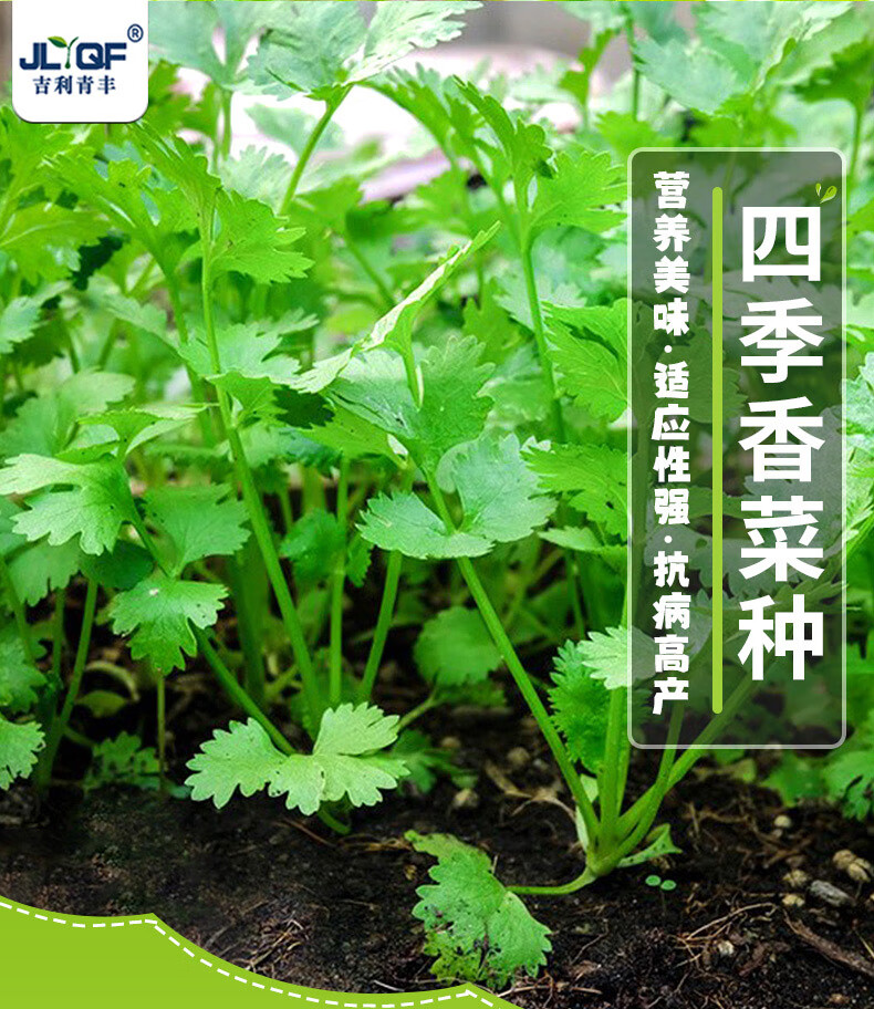 四季小叶香菜种子三天速生芫荽种籽春秋四季阳台大叶蔬菜种孑大全