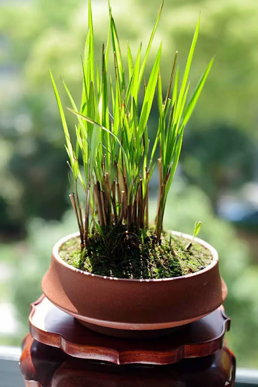 血茅草绿植 山野草盆栽盆景喜光耐水涝血草沼泽绿植 血茅草黄金姬菖蒲
