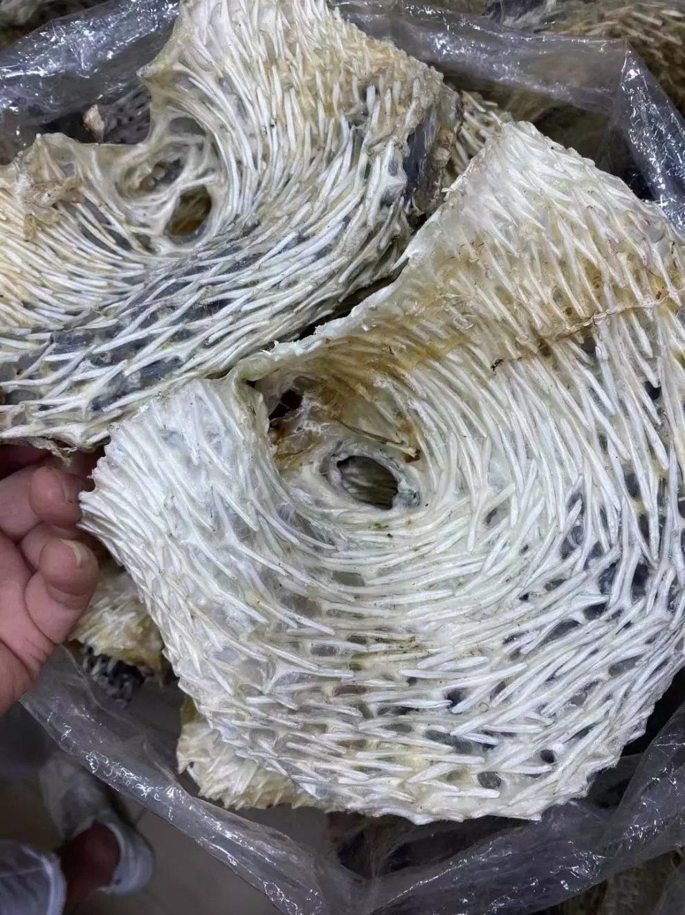 深海大号刺龟皮海胆皮一斤刺豚海刺胃鱼水产干货煲汤阳江特产中号500g