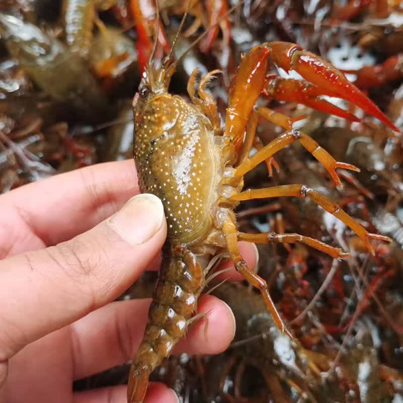 新鲜泗洪清水小龙虾 江苏洪泽湖青红壳大中虾活体淡水虾水产 456中虾4