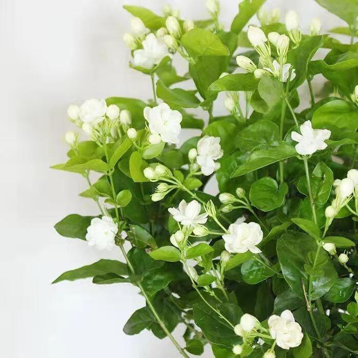 不含盆适用空间:阳台开花季节:春季类别:木本花卉品种:茉莉花货号