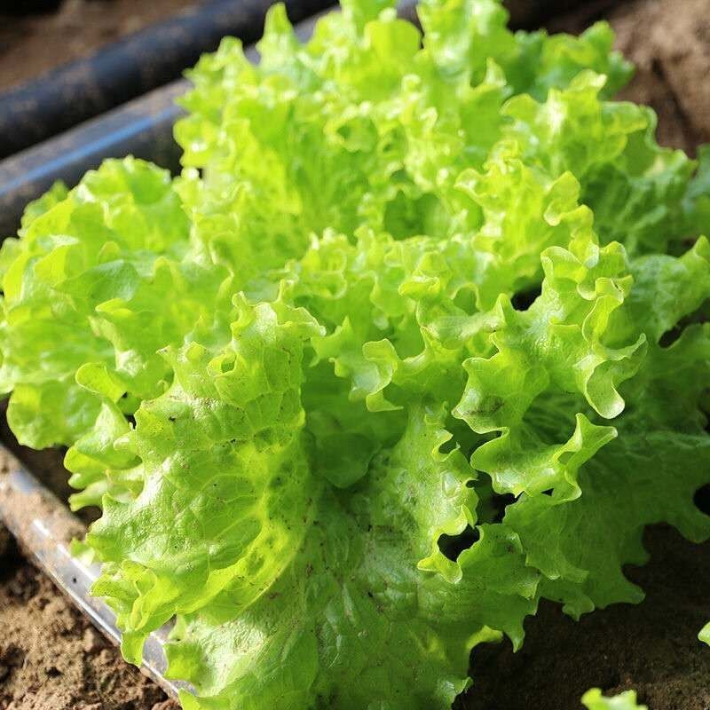 现挖新鲜生菜发货沙拉菜新鲜奶油小白菜奶白菜小青菜 生菜5斤【图片