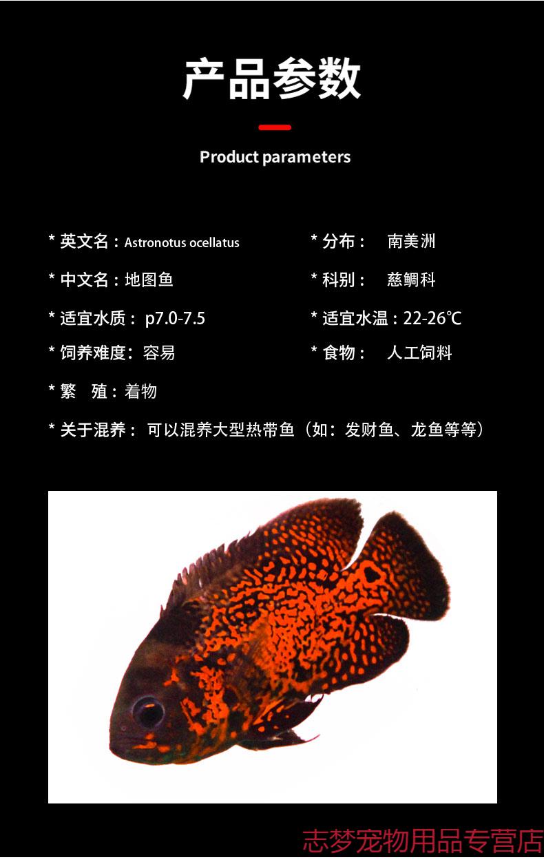 黑白地图鱼猪仔鱼鹦鹉鱼银龙鱼中大型淡水宠物热带观赏鱼活体 地图