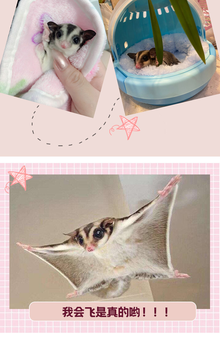 采缇采缇蜜袋鼠蜜袋鼯活体蜜袋飞鼠蜜袋鼠蜜袋鼬蜜袋鼯幼崽用品窝笼子