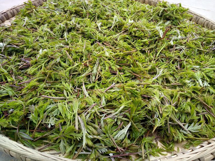 文冠果茶 文冠果芽茶西北文冠茶甘肃景泰特产罐装养生文官果嫩芽茶叶