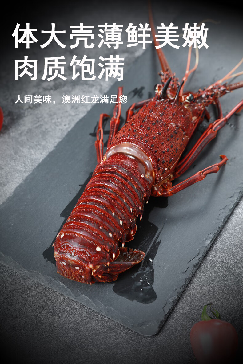 澳洲红龙澳大利亚红龙虾鲜活冷冻大龙虾海鲜虾特大冰冻青龙虾海虾10斤