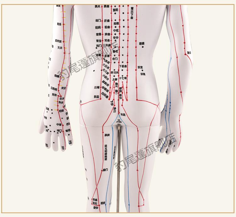 政河針灸穴位人體模型經絡穴位模特圖全身中醫十二銅人扎針小皮人穴位