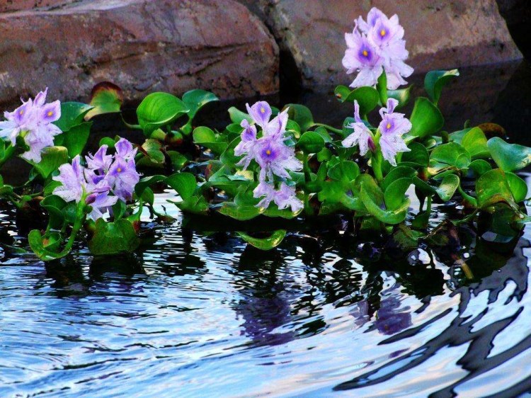伟伟好活水生植物水葫芦凤眼蓝浮水植物 繁殖迅速 水葫芦苗 50颗
