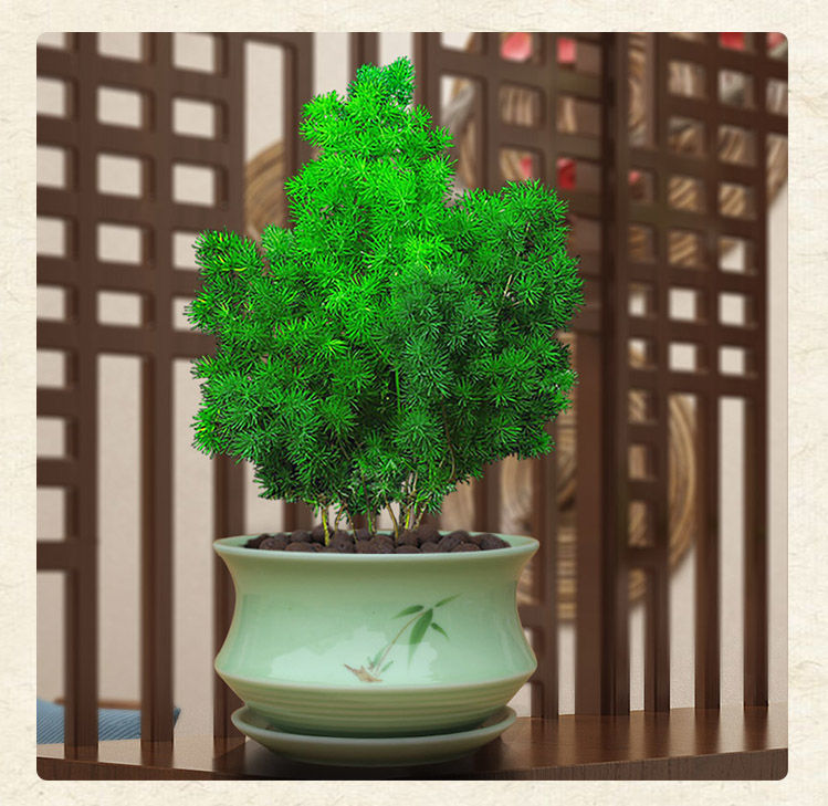 蓬莱松盆栽蓬莱松盆栽猴年吉祥猴室内客厅旺宅植物阳