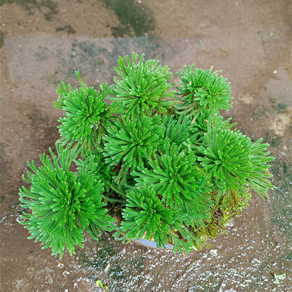 觀賞微型小葉還魂草卷柏 盆景盆栽綠色植物 九死還魂草 見水還陽 一頭