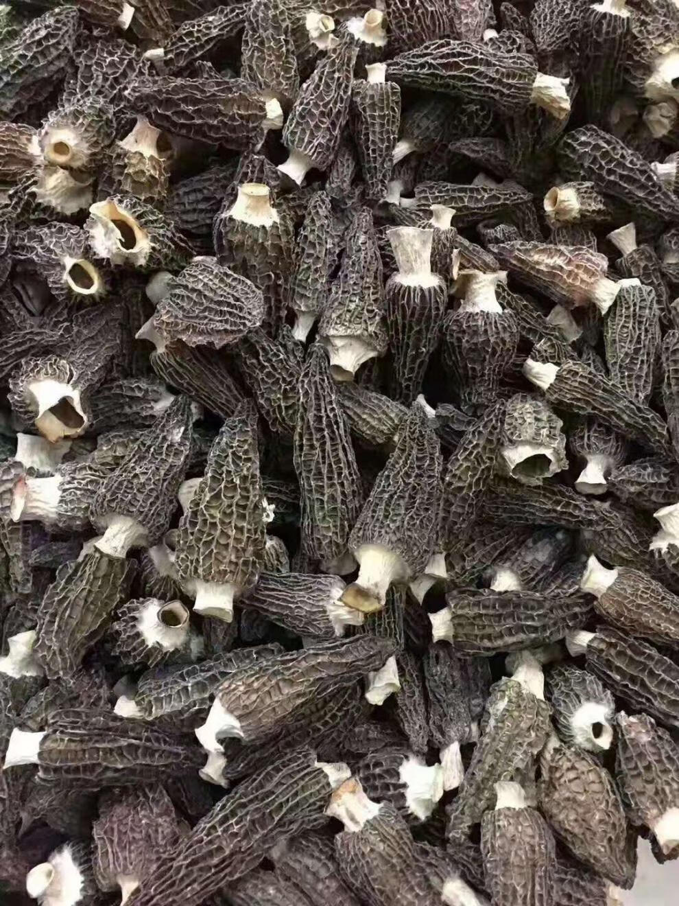 7-10cm长厚肉款大个头羊肚菌 25克 参片5克 菌柄一份【图片 价格 品牌