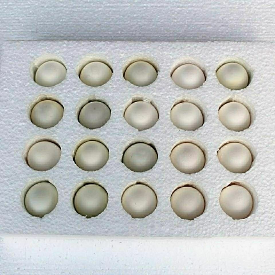 迈啃吱maikenzhi鸭胚蛋新鲜活珠十八天活子蛋鸭仔蛋活喜蛋毛鸭蛋屈头