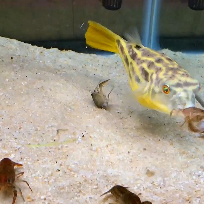 荣郁 斑马狗头鱼v字毛毛狗头活体鱼淡水大型河鲀潜水艇热带增色沙 10