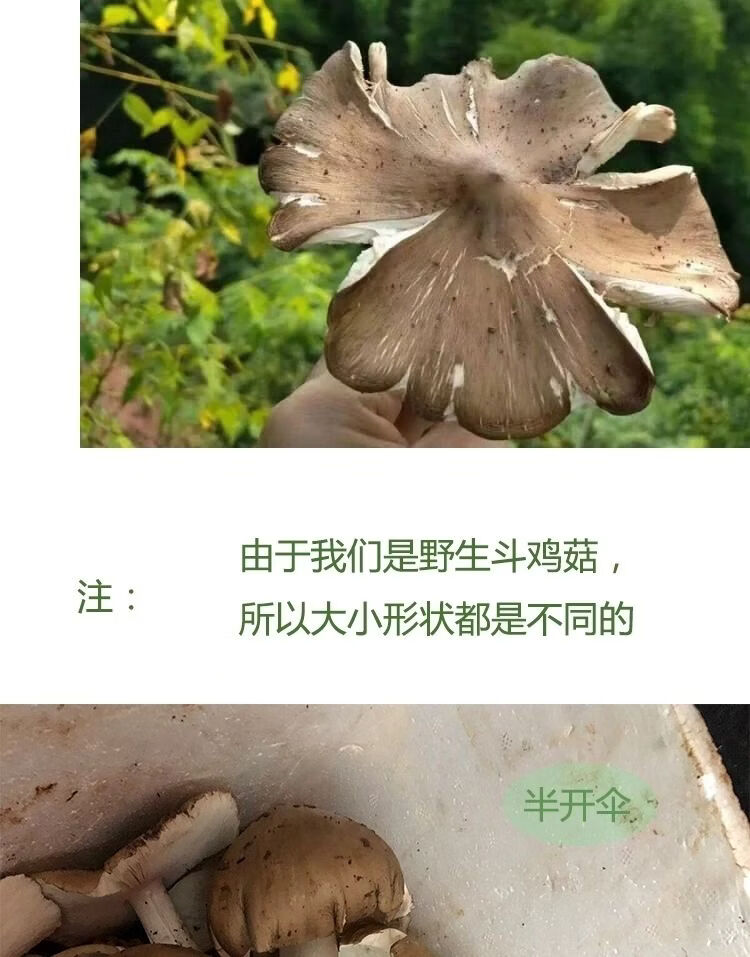 晨臻 四川鸡枞菌新鲜菌 成都特产斗鸡菇三塔菌野菌精选伞把菇500g!