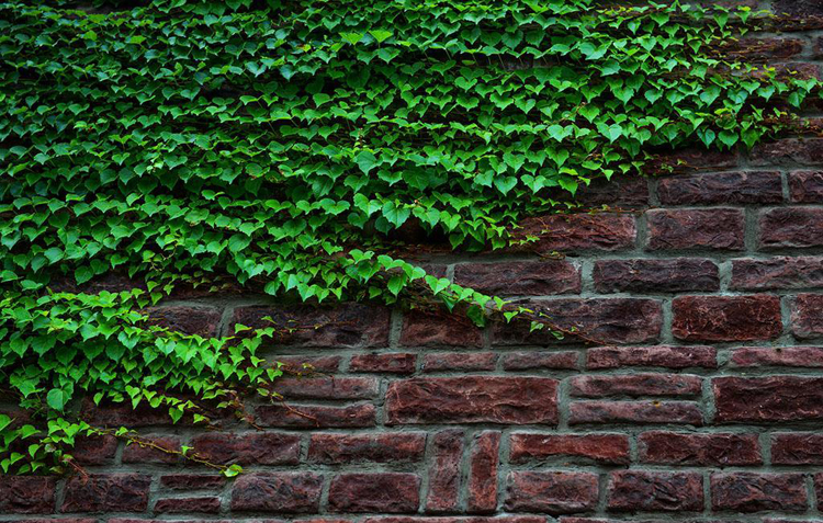 爬山虎苗爬藤植物围栏庭院攀援绿植四季常绿5叶爬山虎3年小苗10颗装