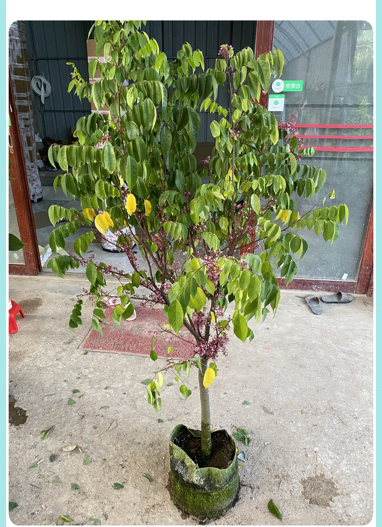 杨桃的盆栽方法