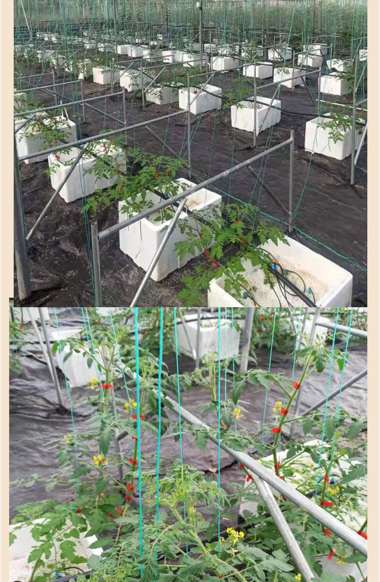 大棚吊秧绳子尼龙绳大棚黄瓜蔬菜吊秧绳番茄吊蔓绳爬藤网拉绳结实塑料